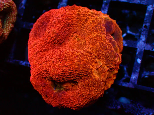 Ultra Orange Bowerbanki | WYSIWYG