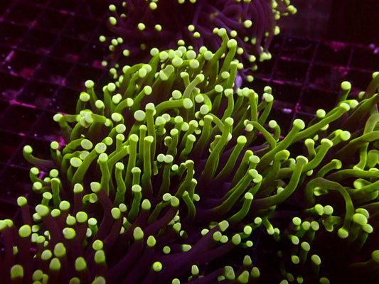 Euphyllia Aussie Reverse Dragonsoul Torch | WYSIWYG
