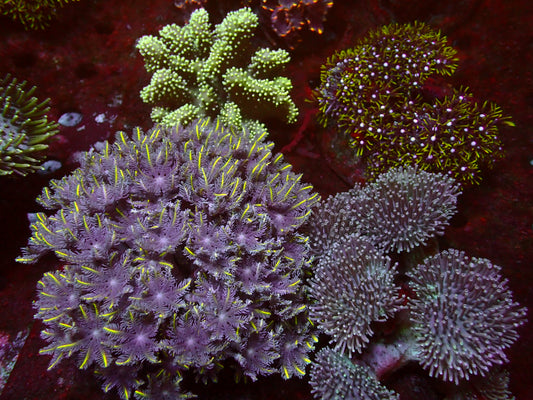 Starter Pack! 4 Softcoral Colonies | WYSIWYG