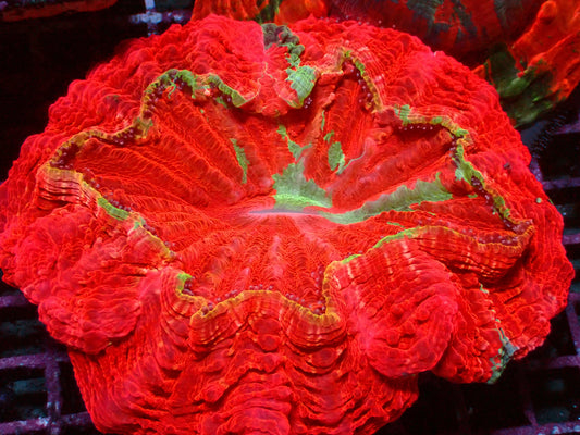 Rainbow Rim Acanthophyllia | WYSIWYG