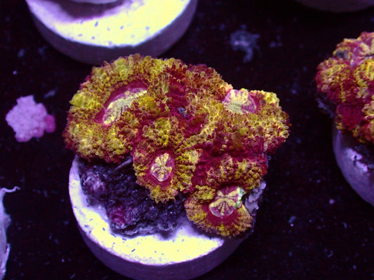 Yellow Sparkles Asian Acan | WYSIWYG