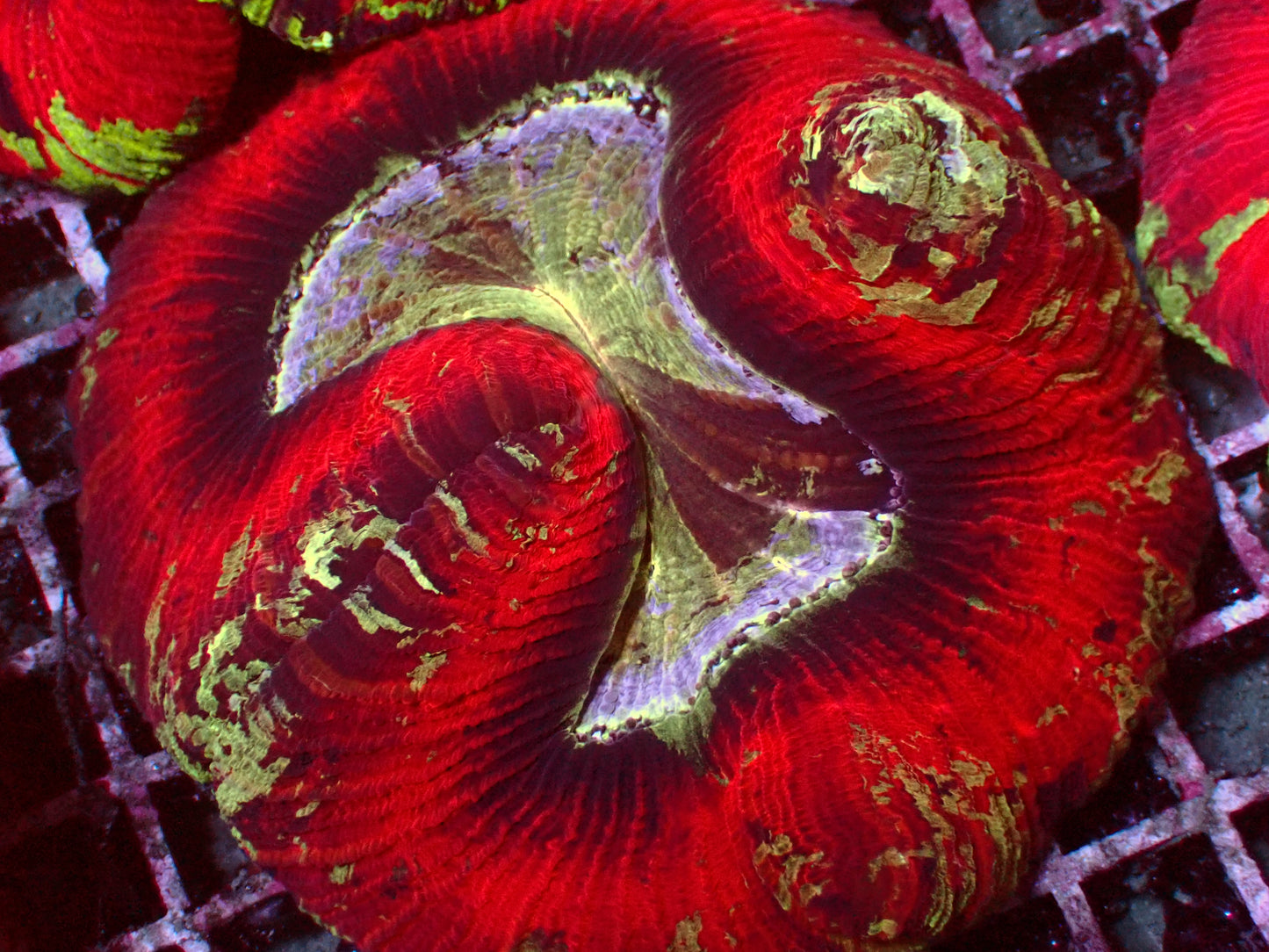 Rainbow Trachyphyllia | WYSIWYG