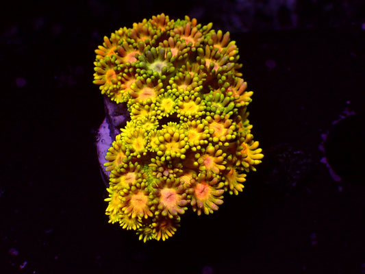 Ultra Rainbow Goniopora | WYSIWYG