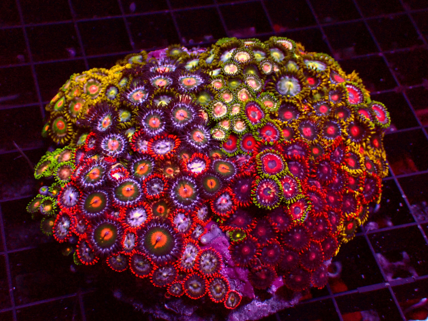 Zoanthus Master Garden | WYSIWYG