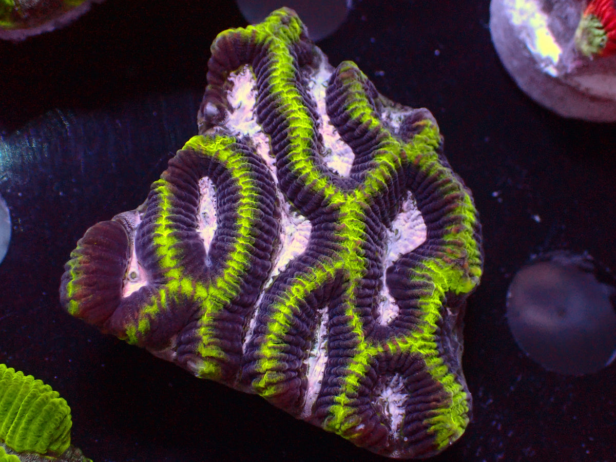 Tricolor Platygyra | WYSIWYG