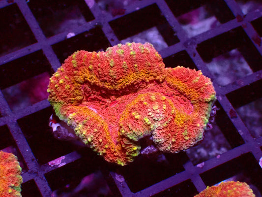 Ultra Rainbow Symphyllia | WYSIWYG
