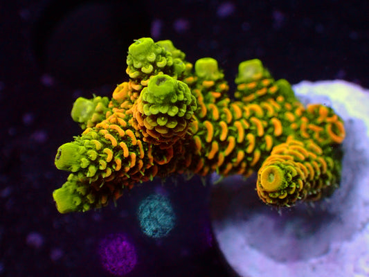 PR Solar Flair Millepora | WYSIWYG