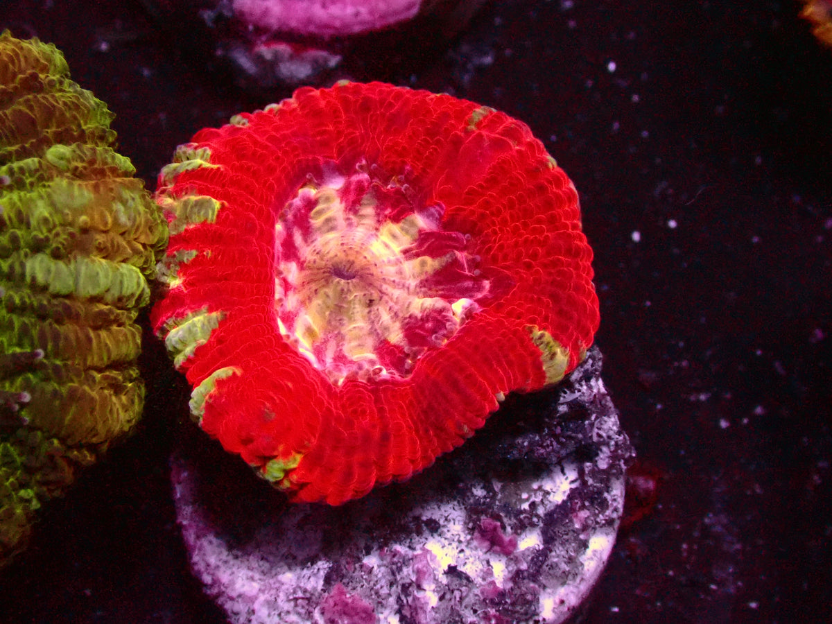 Ultra Red Asian Acanthastrea | WYSIWYG
