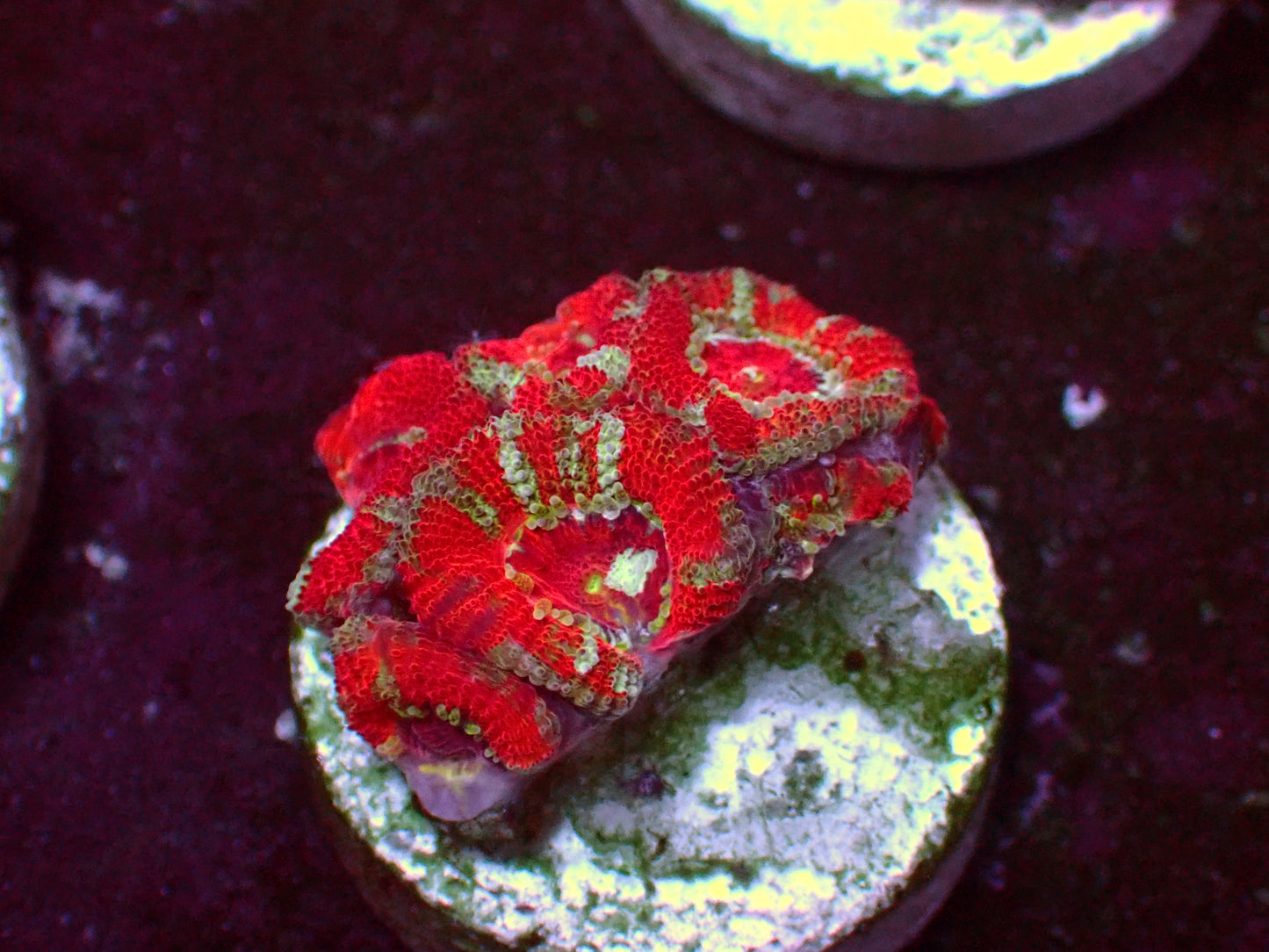 Crazy Red Micromussa | WYSIWYG