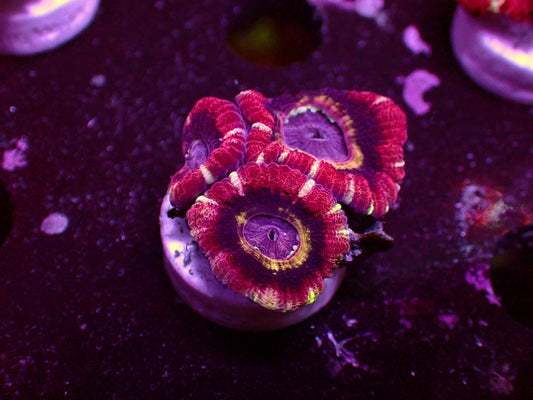 Asian Acan "Obsydian Eyes" | WYSIWYG