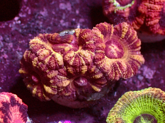 Insane Golden Stripes Asian Acanthastrea | WYSIWYG