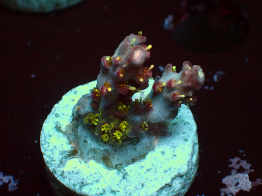 Vivids Confetti Acropora | WYSIWYG