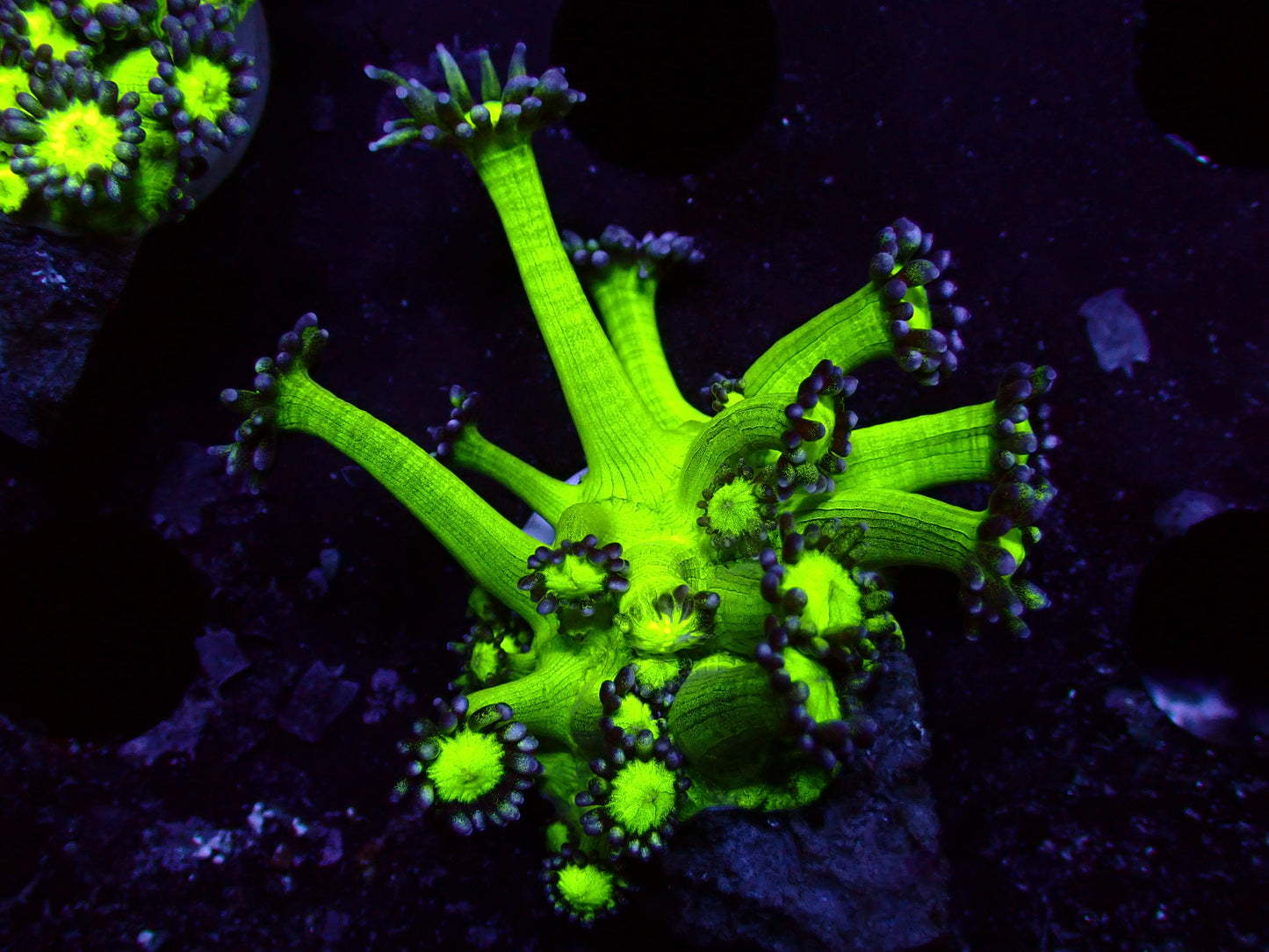 Fake Galaxy Goniopora | WYSIWYG