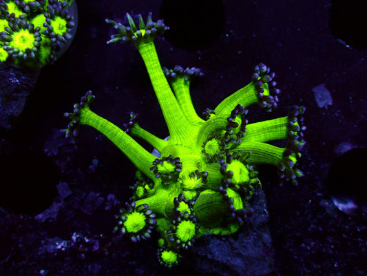 Fake Galaxy Goniopora | WYSIWYG