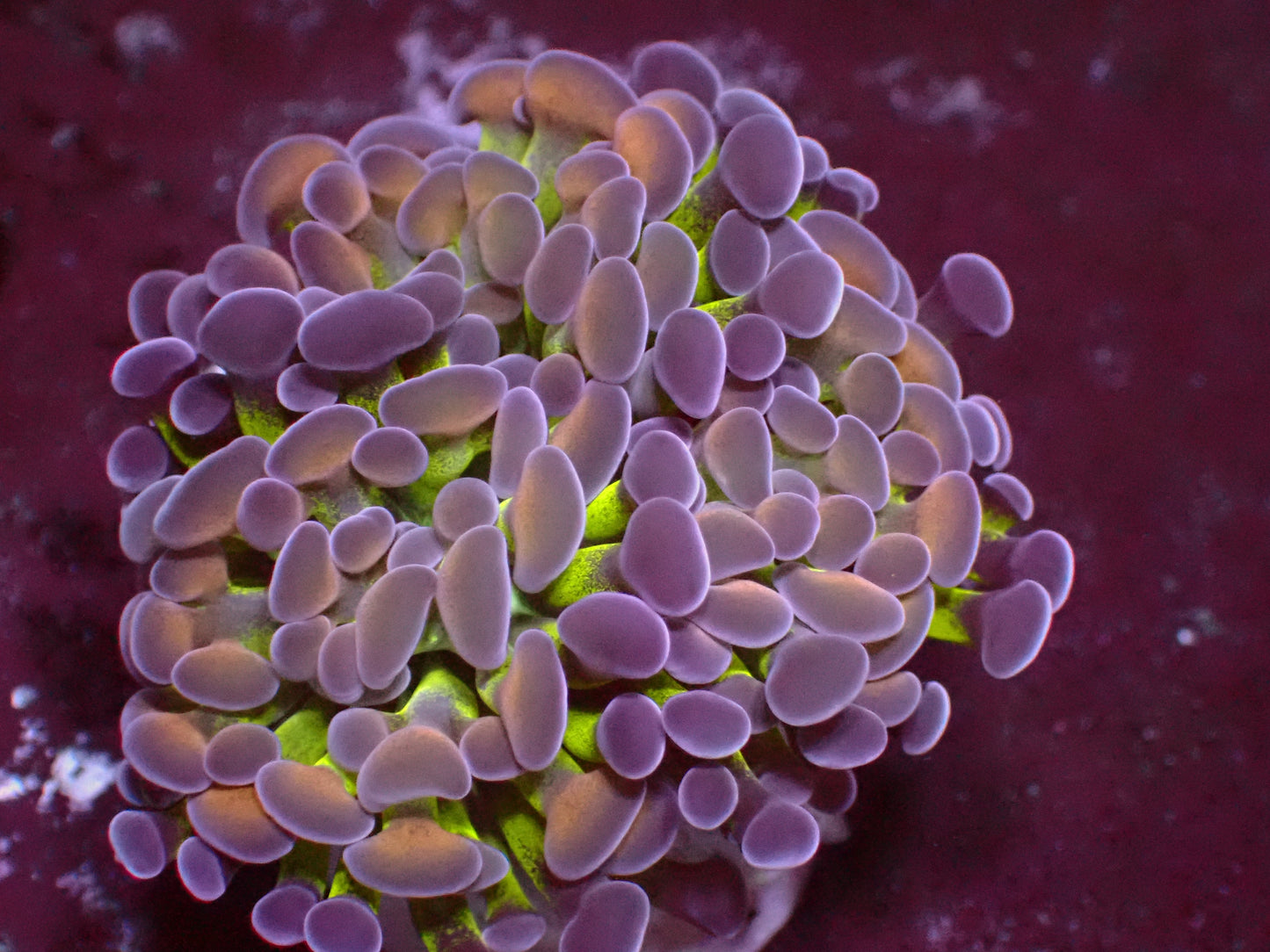 PR Blotchy Blossom Paraancora | WYSIWYG