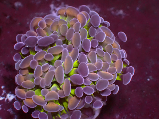 PR Blotchy Blossom Paraancora | WYSIWYG