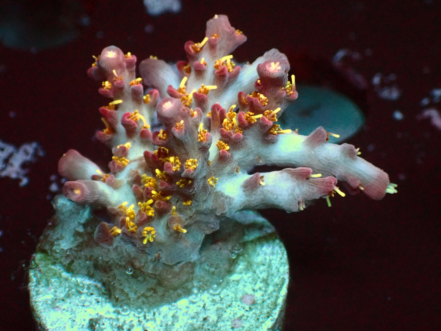 Vivids Confetti Acropora | WYSIWYG