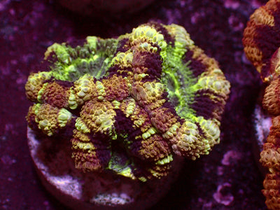 Master Asian Acanthastrea | WYSIWYG