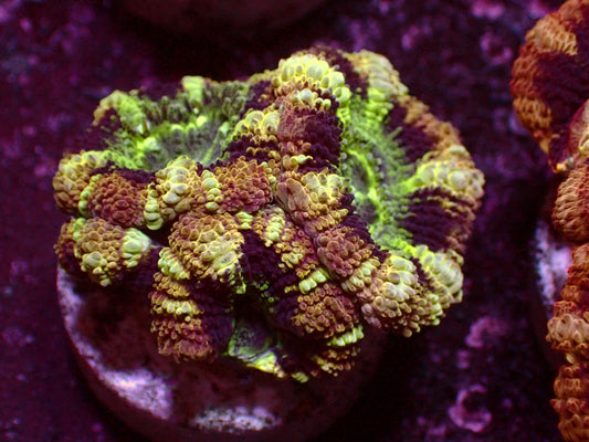 Master Asian Acanthastrea | WYSIWYG