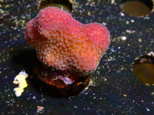 Stylophora "Fiji Pink" | WYSIWYG