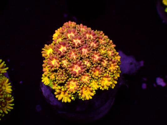 Ultra Rainbow Goniopora | WYSIWYG