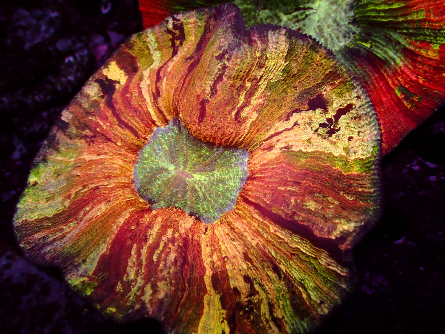 Yellow Mastergrade Trachyphyllia | WYSIWYG