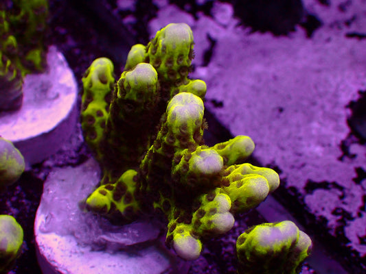 Hulk Montipora Digitata | WYSIWYG