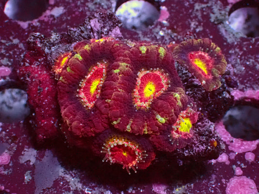 Crazy Rainbow Yellow Center Asia Acan | Colony