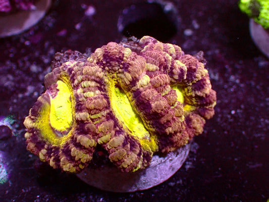 Honey Bee Asian Acan | WYSIWYG