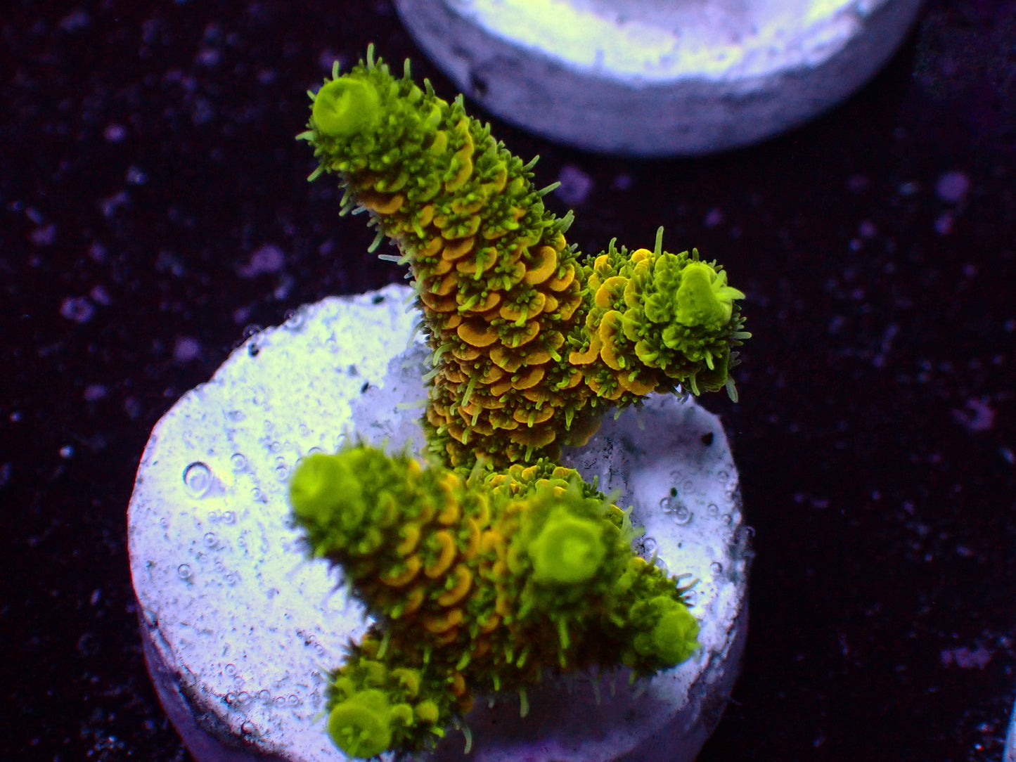 PR Solar Flair Millepora | WYSIWYG