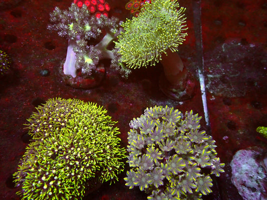 Starterpack! 4 Softcoral Colonies | WYSIWYG