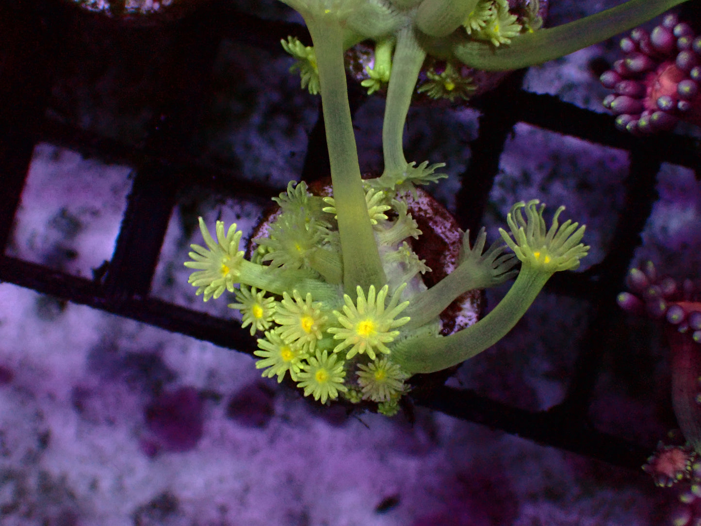 Yellow Mouth Goniopora | WYIWYG