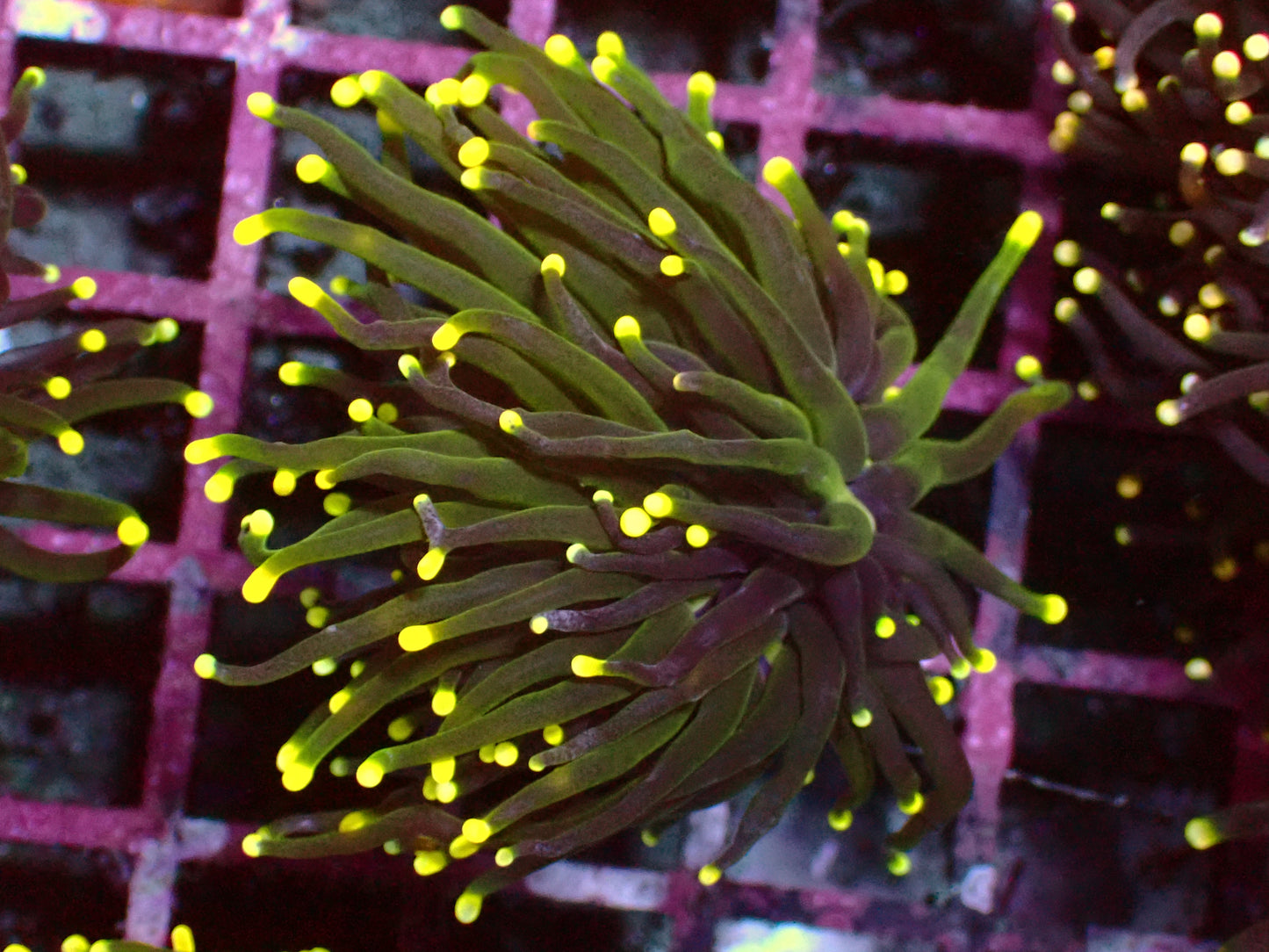 Metallic Yellow Tips Torch | WYSIWYG