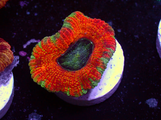 Orange Dream Asian Acan | WYSIWYG