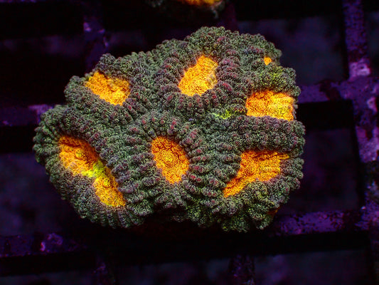 Pot of Gold Favia | WYSIWYG