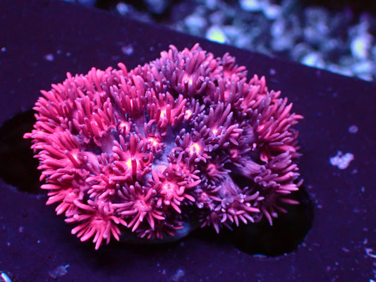 Metallic Pink Gonipora | WYSIWYG