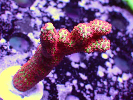 Forest Fire Montipora Digitata | WYSIWYG