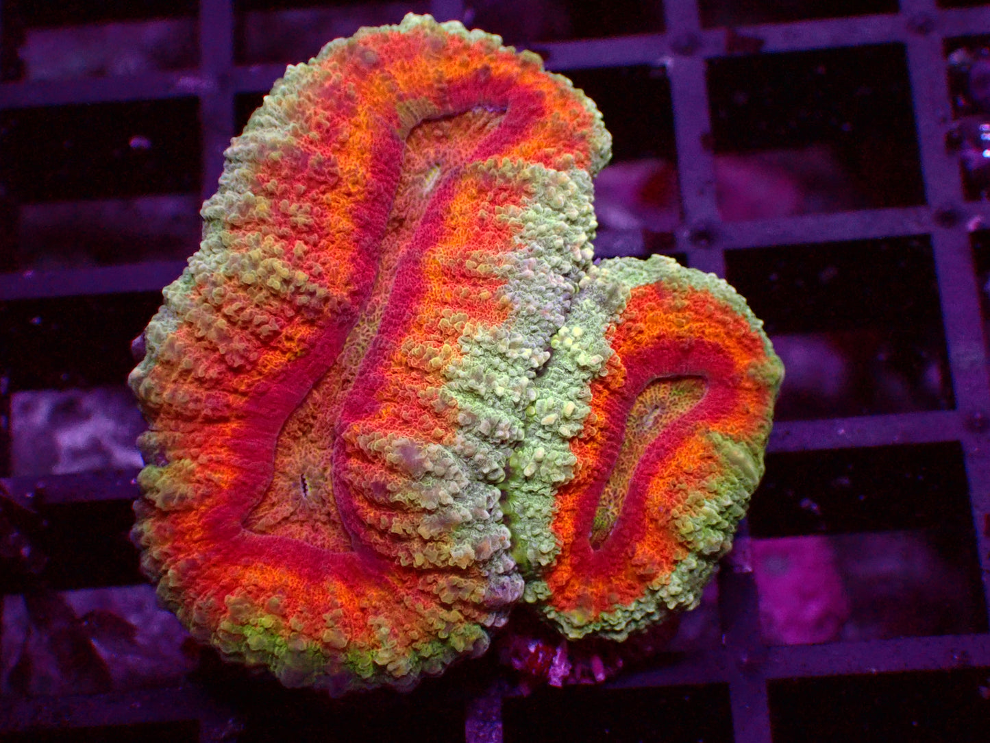 Rainbow Symphyllia | WYSIWYG