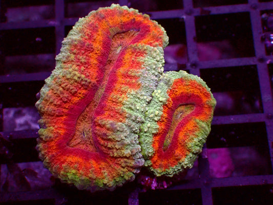 Rainbow Symphyllia | WYSIWYG