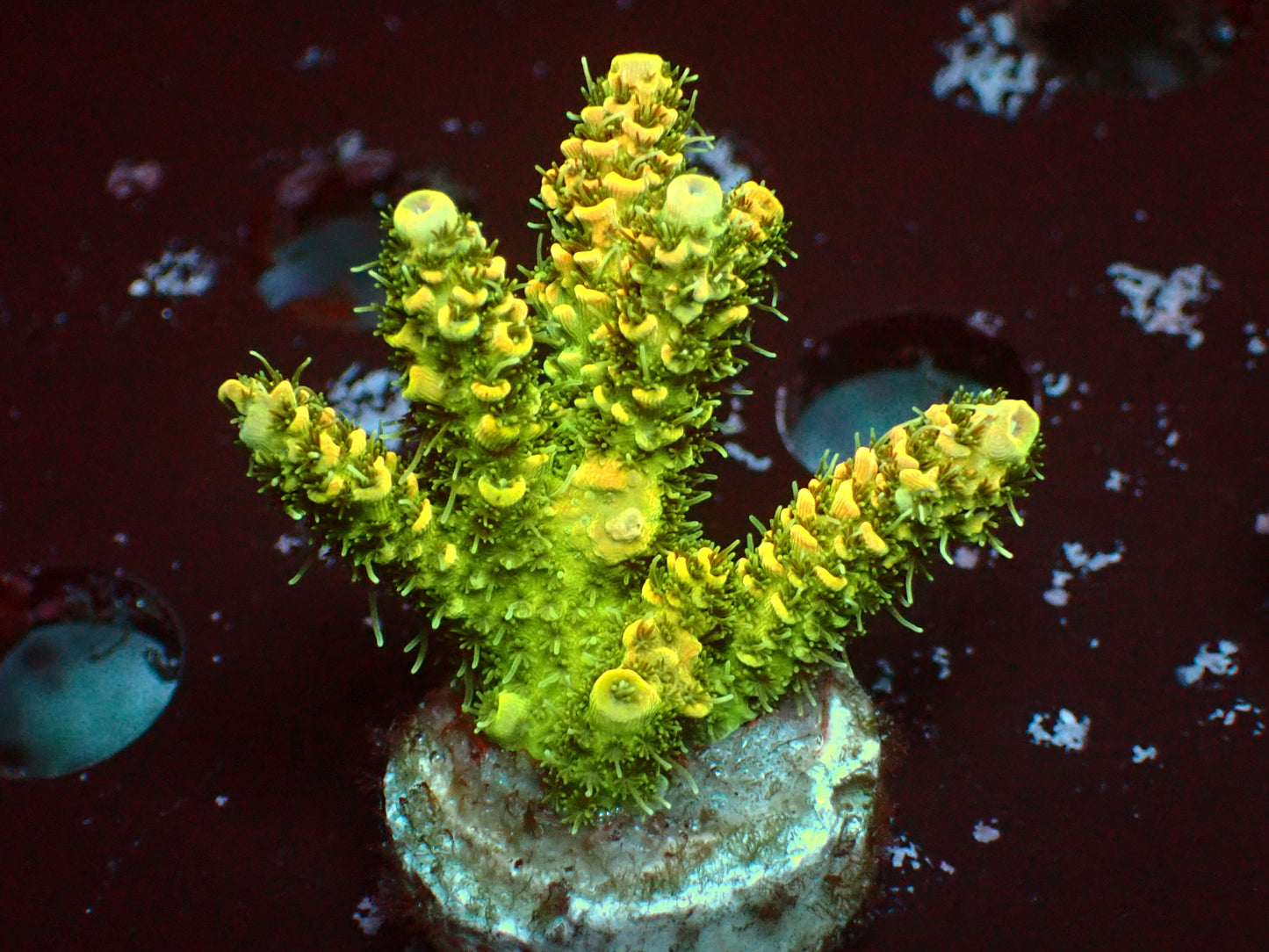 Metallic Yellow Millepora | WYSIWYG