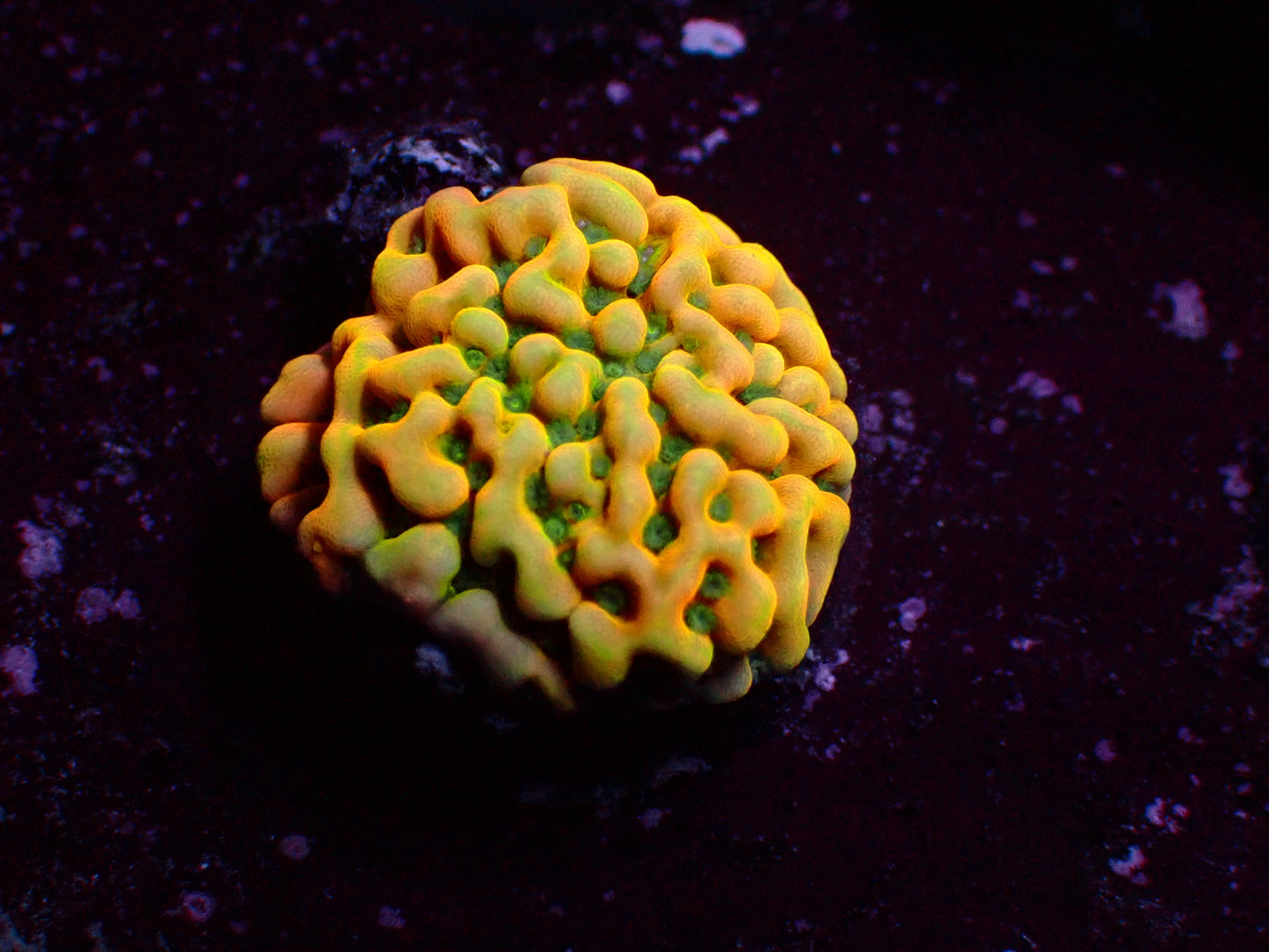 Montipora "Beach Bum" |  WYSIWYG