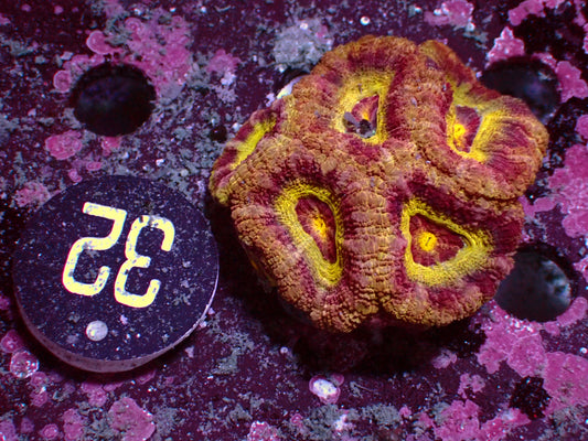 Yellow Ufo Asia Acan | WYSIWYG