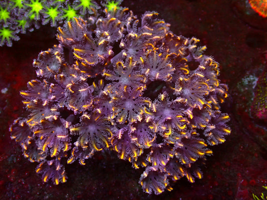 Golden Tips Clavularia | WYSIWYG