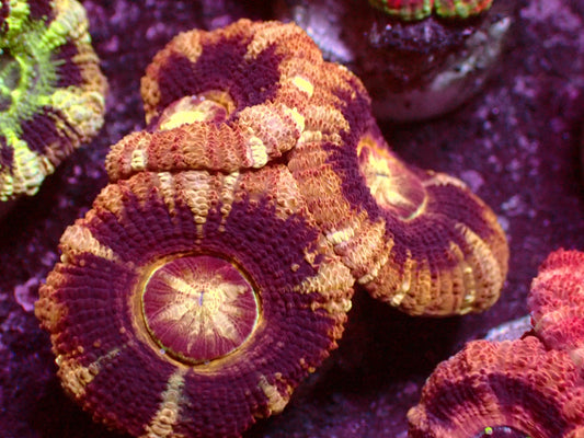 Golden/Black Asian Acanthastrea | WYSIWYG