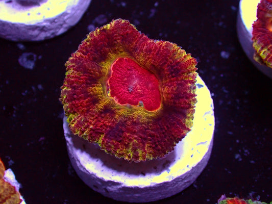 Ultra Rainbow Asian Acan | WYSIWYG