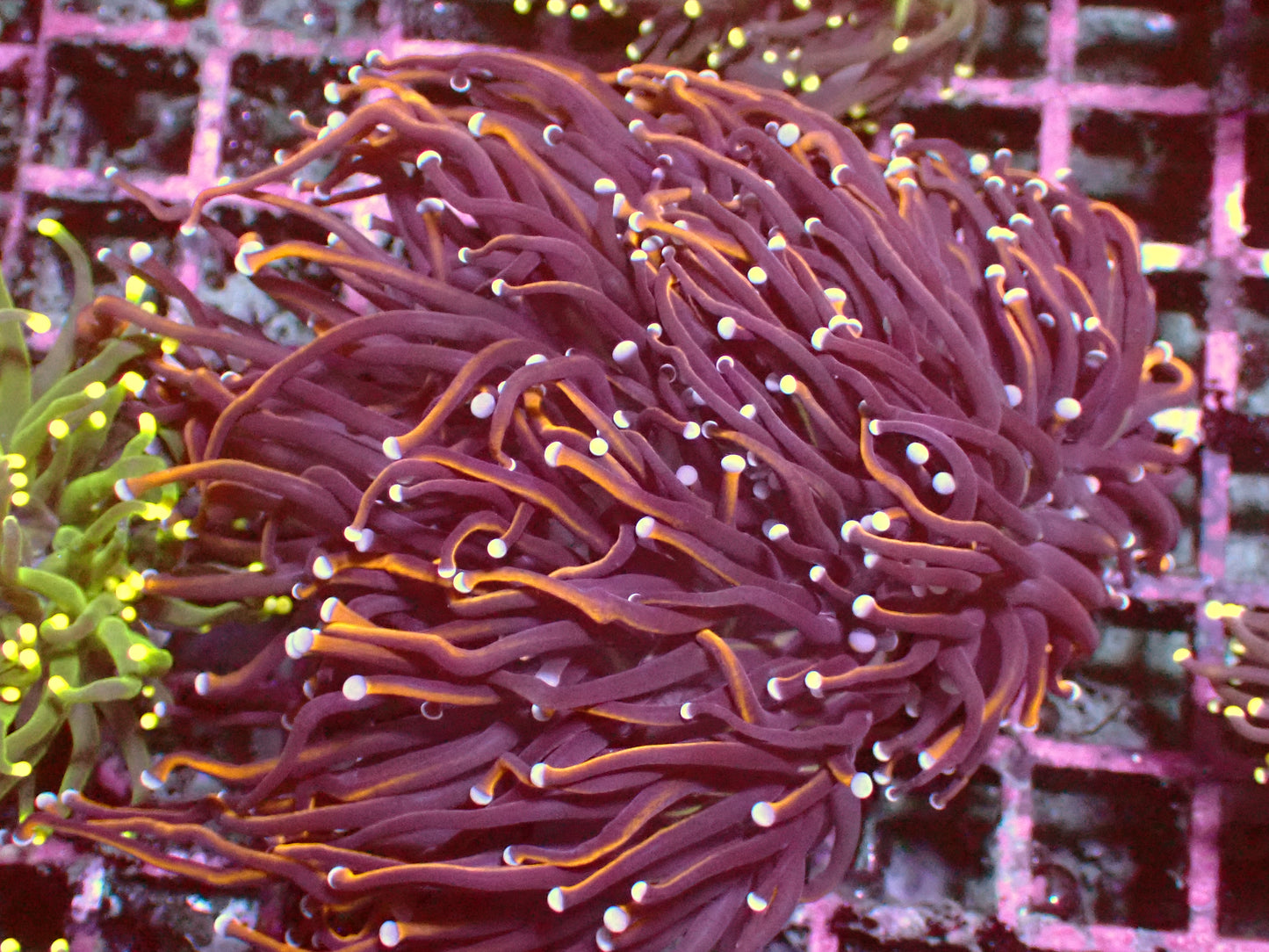 PR Black Panther Torch | Jumbo