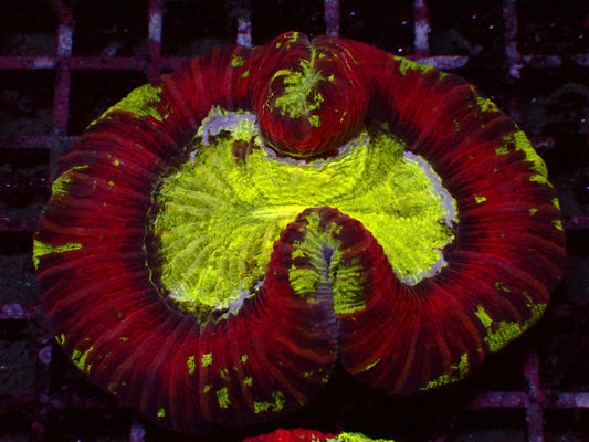 Rainbow Trachphyllia | WYSIWYG