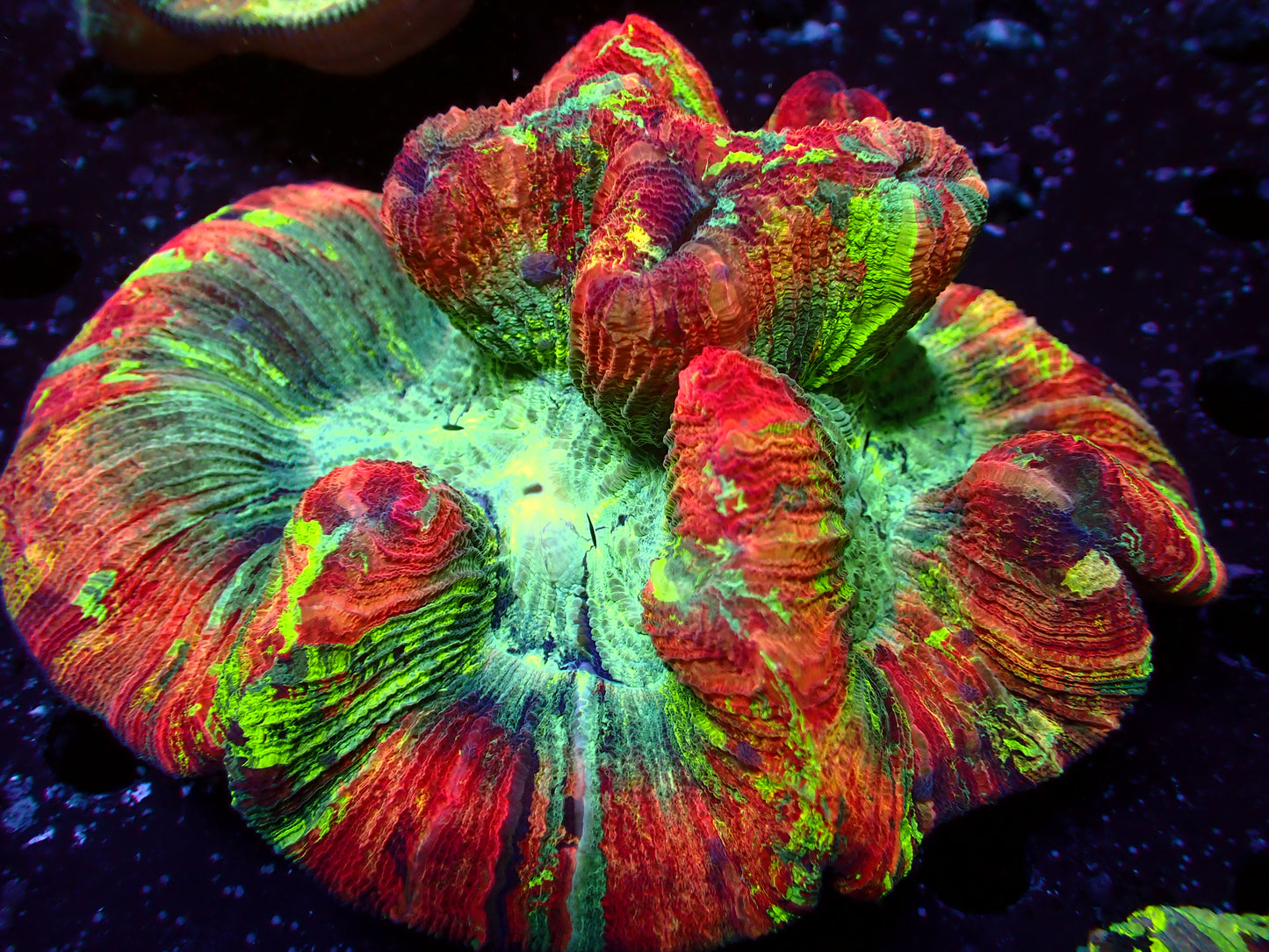 Mastergrade Trachyphyllia | WYSIWYG
