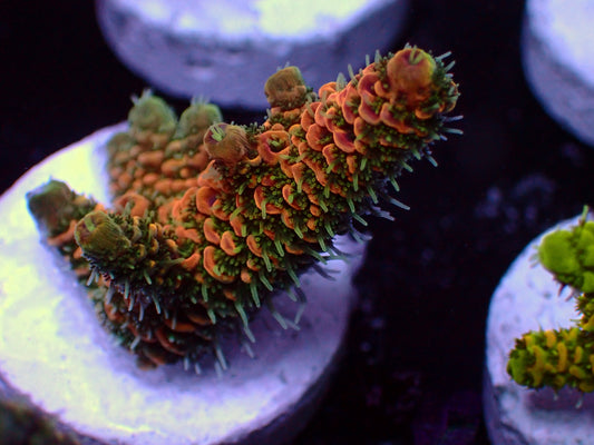 PR Rose Millepora | WYSIWYG