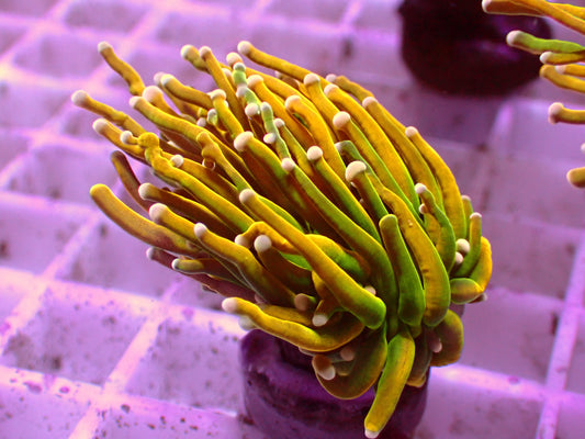 Oldschool Banana Torch | WYSIWYG